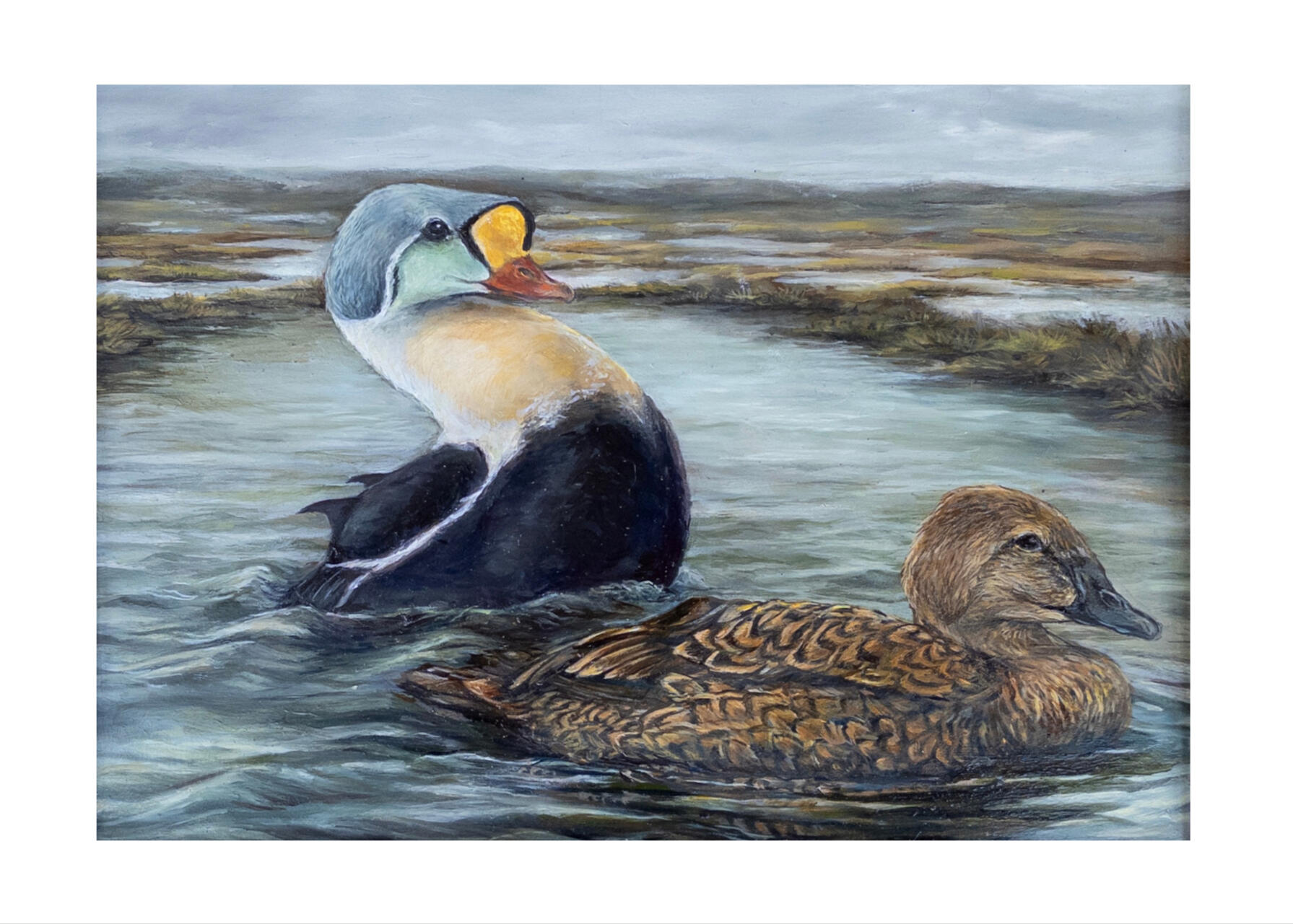 Summer on the Tundra- King Eiders